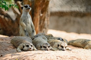 Meerkat