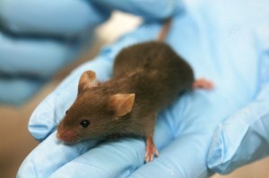 mice obesity styudy oncology news australia