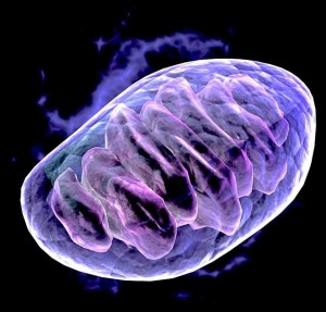 mitochondria oncologynews