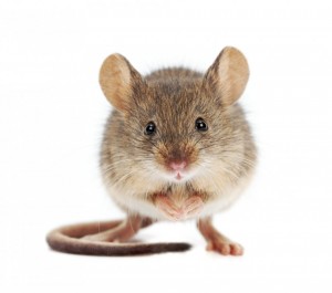 mouse model study_oncology news australia