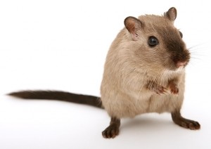 mouse white bakgrnd_oncology news australia