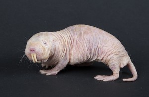 naked mole rat_wiki
