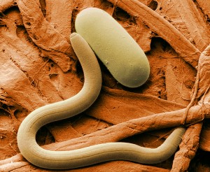 nematode worm_wikipedia