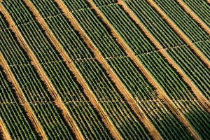 patterns agriculture field_oncology news australia