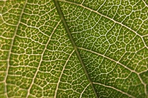 patterns leaf microphotography_oncology news australia
