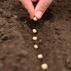 planting seeds in soil_oncology news australia