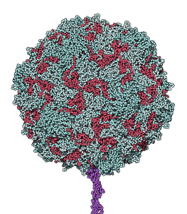 poliovirus