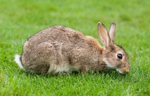 rabbit_oncology news australia