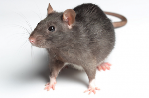 rat_oncology news australia