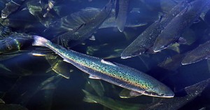 salmon_oncology news australia