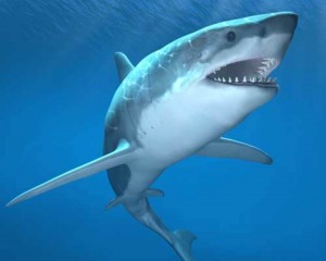 shark_oncology news australia
