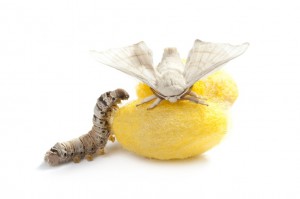 butterfly silkworm cocoon silk worm three stages