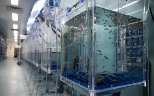 Zebrafish spawning tanks at Boston Children’s.