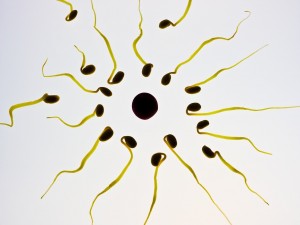 sperm concept_fertility_oncology news australia