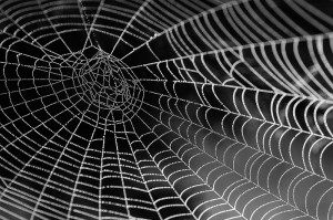 spider web_oncology news australia