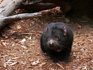 tasmanian devil transmissable cancers_oncology news australia