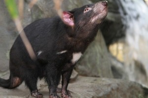 tasmanian-devil_oncology news australia