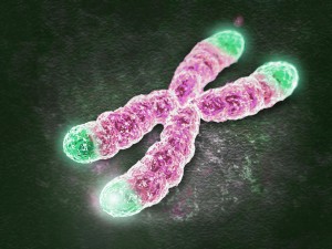 telomeres-chromosome-oncology news australia