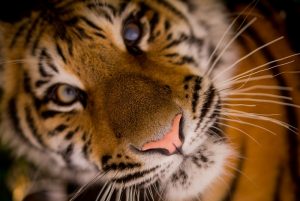 tiger oncology news australia