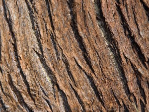 tree bark_oncology news australia
